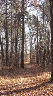 Vertical Video of Trees in the Forest Slow Motion