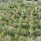 Banana plantations on the mountains of my farm - VideoHive Item for Sale