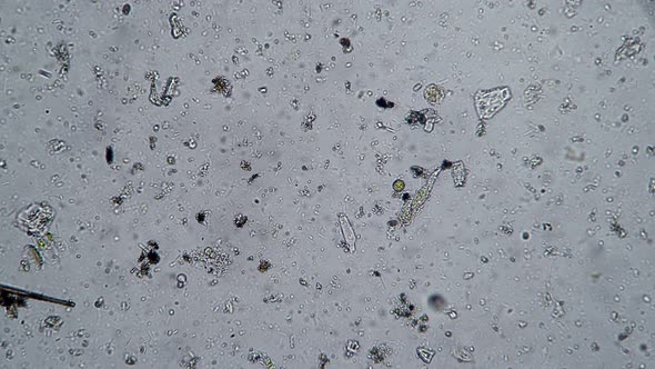 Biological Background From a Microcosm with Protozoan Microorganisms on a White Background