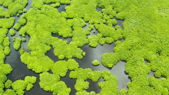 Aerial View of Mangrove Forest and River