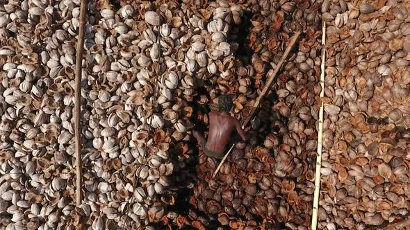 Birdseye View Of Plantation Worker Sorting Coconut Husks