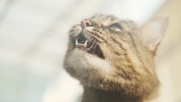 Close-up of a cute sitting cat. Meows. Bottom view. Striped domestic cat. Happy adorable pets concep