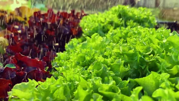 Watering Lettuce Leaves and Red Lollo Rosso Salad  Top View Slow Motion Camera Dolly Wiring