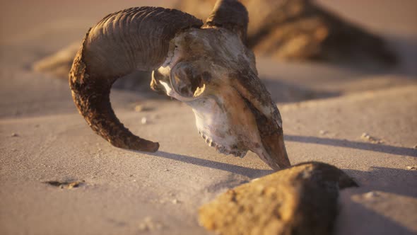 Skull with Ram Horns on the Beach