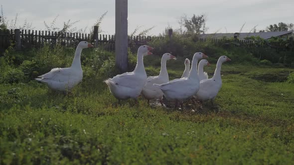 Group of White Farm Geese Walking at Green Grass