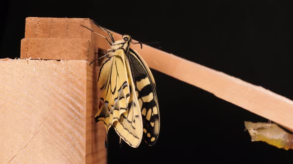 Papilio machaon, the Old World swallowtail butterfly just came out of the cocoon