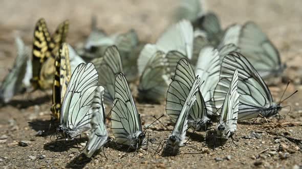 Close-up Slow Motion A Group of Butterflies with Cyan Wings That Absorb Nutrients and Crawl