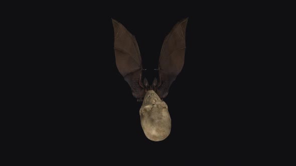 Bat with Skull - Flying Loop - Front View alt