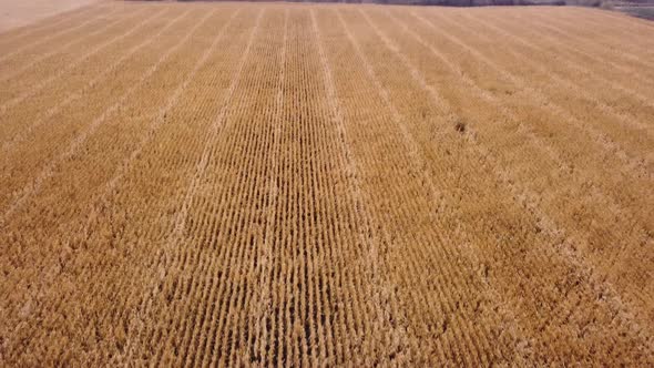Autumn field with wheat. agriculture. Aerial view.