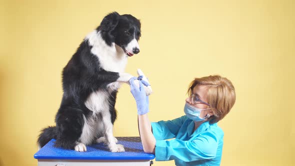 Professional Vet Takes Care of Dog's Paws