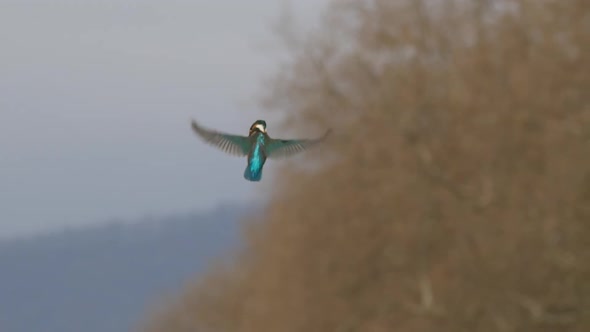 Eurasian Kingfisher or Alcedo Attis