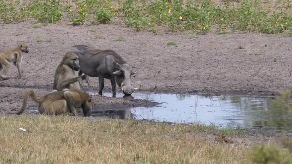 A Troop of chacma baboons and a warthog drinking from a waterhole
