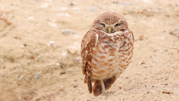 Burrowing Owl in the Desert