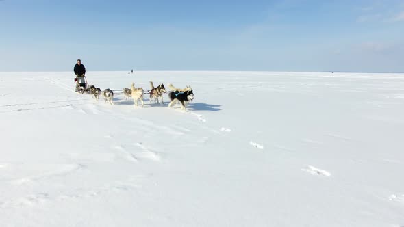 Aerial: Training sled dogs on a frozen bay in winter