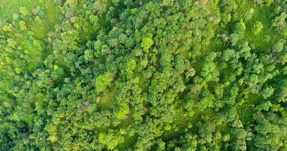 Top View of Mountain and Forest