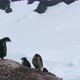 Gentoo Penguins - VideoHive Item for Sale
