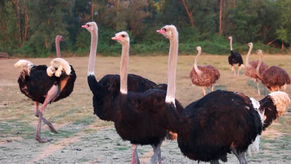 Ostriches at the Farm on Summer