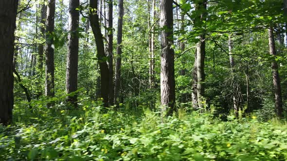 Trees in the Forest By Summer Day