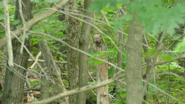 Shot of a young Cooper's Hawk sitting in a tree in the middle of the forest eating a small prey.