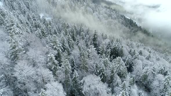 Aerial Shot of Winter Trees in Foggy Mountains. Flying Over Marvelous View Winter Nature Landscape