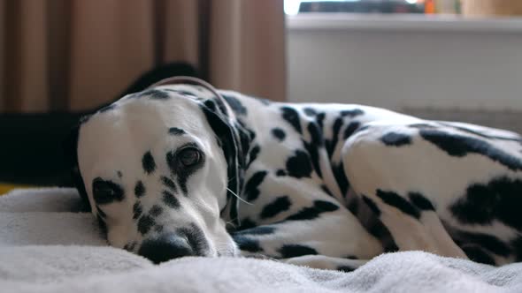 Canine Adorable White Dog