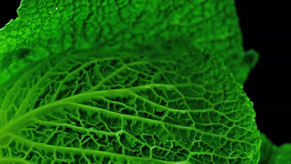 Green Cabbage Rotates Close Up