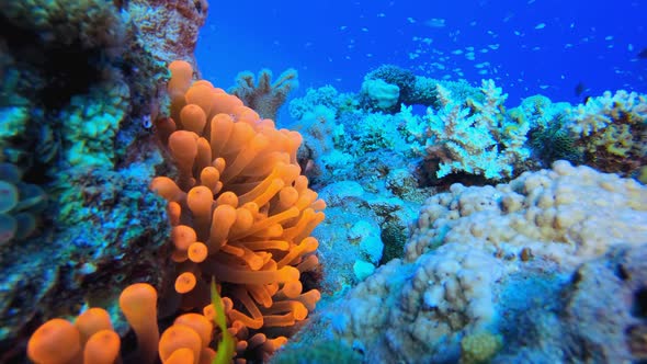 Underwater Clownfish and Sea Anemones