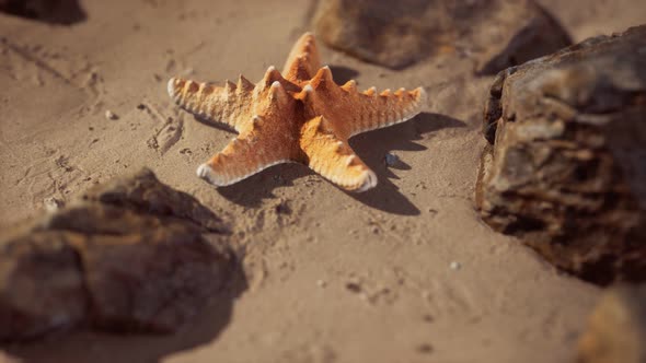 Starfish on Sandy Beach at Sunset