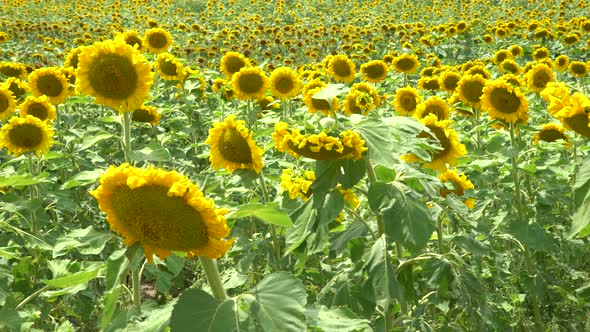 Sunflower Field