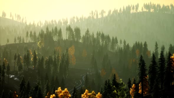 Sunlight in Spruce Forest in the Fog on the Background of Mountains at Sunset