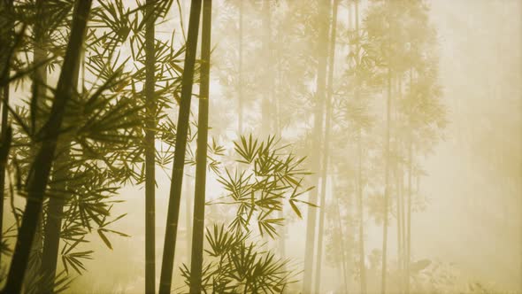 Asian Bamboo Forest with Morning Fog