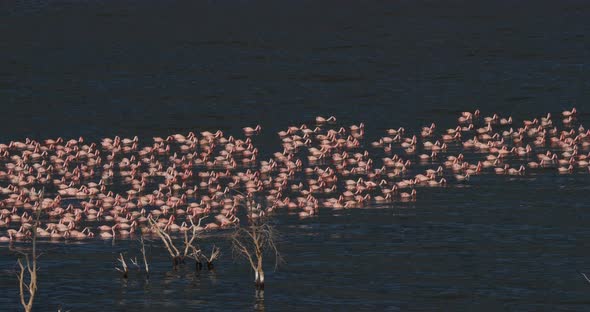 Lesser Flamingo, phoenicopterus minor, Colony at Bogoria Lake in Kenya, Real Time 4K