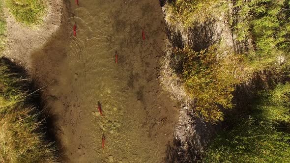 Aerial view of Kokanee Salmon spawning in a small river in Utah