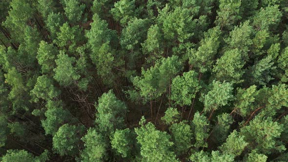 Aerial Pine Forest Top View