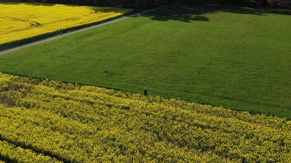 Aerial view of rapeseed field with a woman flying a drone, Marbach, Germany.