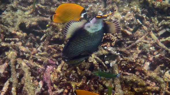 Underwater Video of Titan Triggerfish or Balistoides Viridescens in Gulf of Thailand