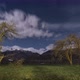 Old Trees At Night Timelapse - VideoHive Item for Sale