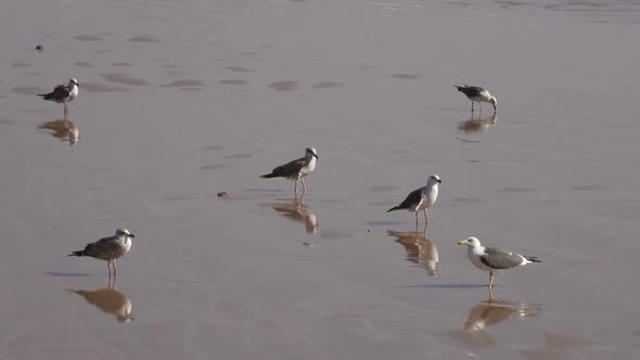 Seagulls on the Beach Reflecting in the Water