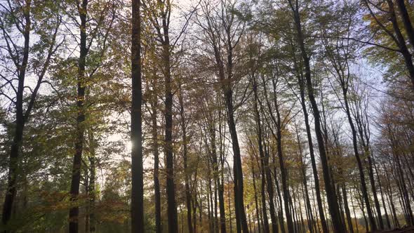 Autumnal forest, dolly view through autumn trees