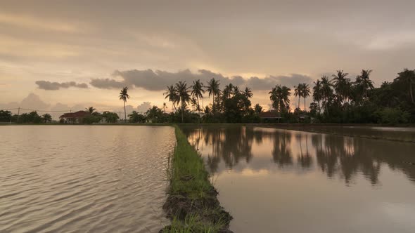 Timelapse sunset hour of row coconut tree with reflection in water.