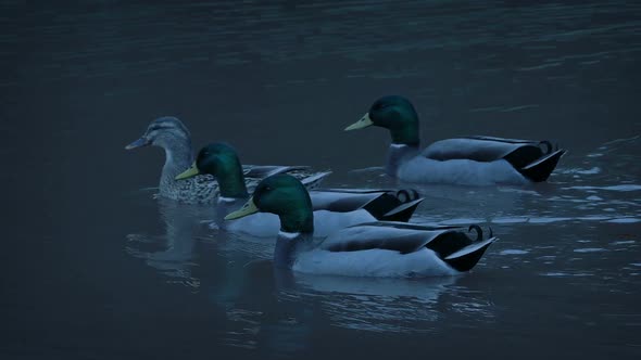 Following Ducks On The Lake At Dusk