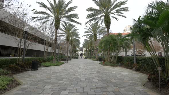 Trees along an alley