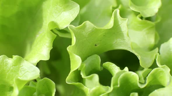 Natural Fresh Green Lettuce Growing on a Garden Bed, Background. Fresh and Wholesome Vegetarian Food