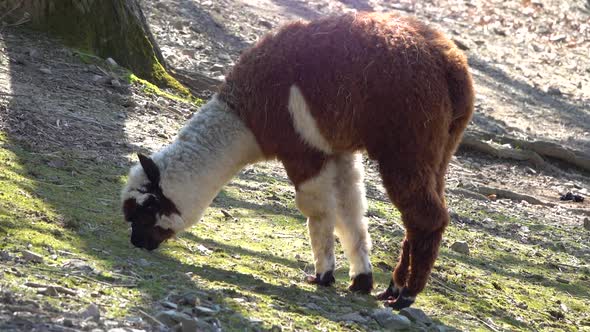 The llama (Lama glama) eating, funny animals, slow motion