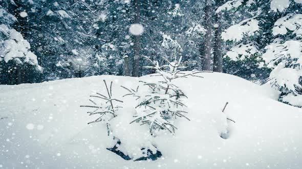 Beautiful Fluffy Snow on Tree Branches