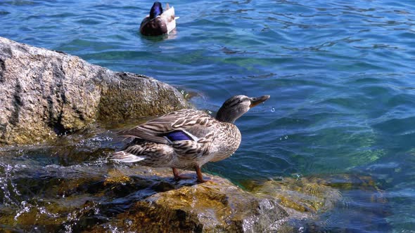 Duck Stands on the Rocks at Lake Geneva. Switzerland