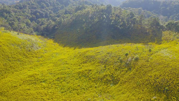 Aerial view of tree Marigold or yellow flowers in national garden park and mountain hills