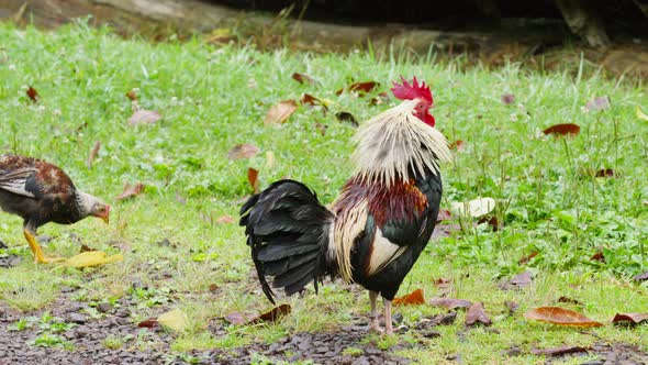 Big Wild Rooster with Red Comb Shaking Off Rain Drops From His Colorful Feathers