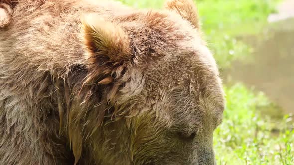 Close Up of a Big Brown Bear in a Natural Green Forest