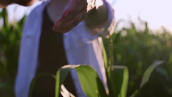 Handshake Of Farmers On A Plantation Field Of Green Corn Cobs Of Corn Arrangement Of Agronomists